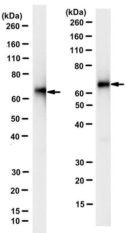FUS (TLS) Mouse anti-Mouse, Human, Clone: 10F7, MilliporeSigma:Antibodies:Primary